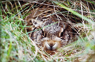 Hase verbirgt sich im Gras